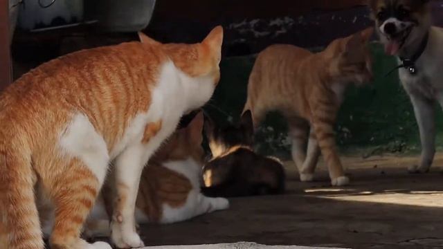 NIKON COOLPIX P520 Video Sample 03 смотреть онлайн