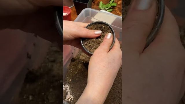 Странный фикус  Ампельный фикус