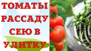 Томаты на рассаду сею в улитку  Всегда и успешно Всходы через 2-3 дня