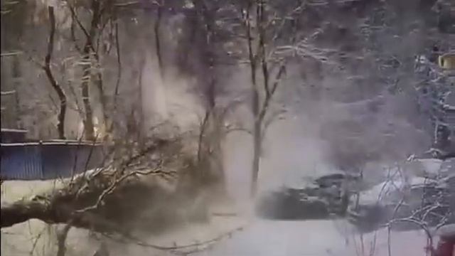 В Москве на ребёнка упало дерево. смотреть онлайн