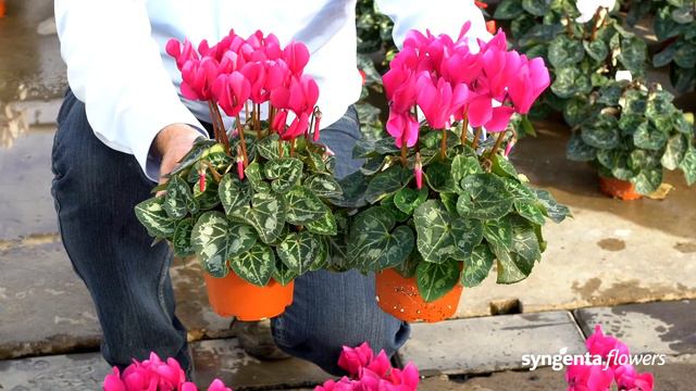 Cyclamen Merita and Merita Mix - Syngenta Flowers смотреть онлайн