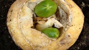 Когда выкапывать рябчики после цветения и как хранить до посадки