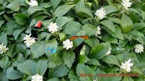 Пахизандра верхушечная (pachysandra terminalis) ? пахизандра обзор: как сажать рассада пахизандры