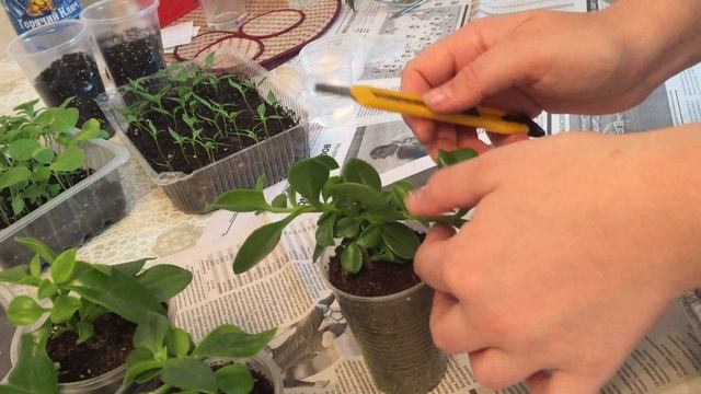 Аптения. Укоренение черенков. Быстро и просто!