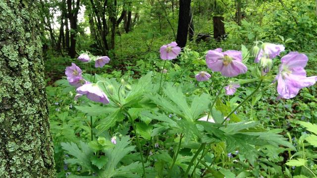 Wild Geranium - Quiet Moments смотреть онлайн