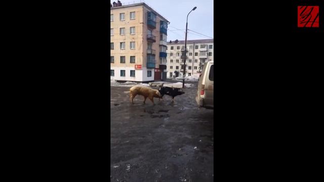 Шахтёрск и его свиньи. Сахалин. Март 2017 смотреть онлайн