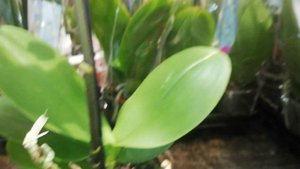 Фаленопсис Warsaw / он не такой как все