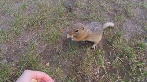 ОЧЕНЬ МНОГО СУСЛИКОВ! Остров Татышев. Красноярск