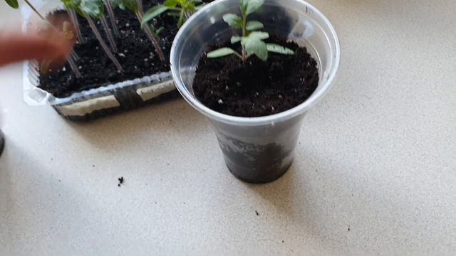 ПОСАДКА ТОМАТОВ. Пикировка томатов. Огород на окне! смотреть онлайн