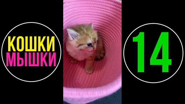 Приколы с Животными / Забавные Видео с Животными #14 🐱🐶