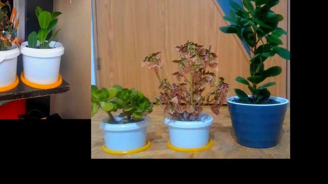 Гүлді қалай тез әрі жылдам өсіруге болады??? смотреть онлайн