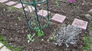 Роза Полька, роза Леонардо да Винчи.Начало сезона 2022