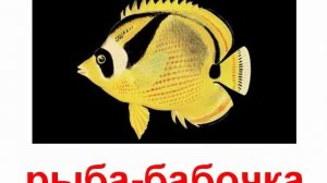 Животные рыбы морские звук