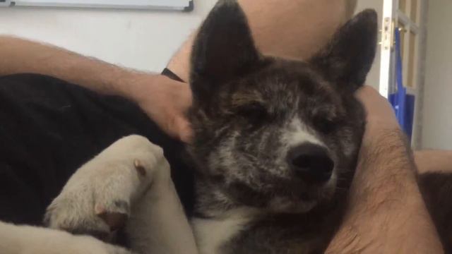 Akita Акита ину отрастила уши смотреть онлайн