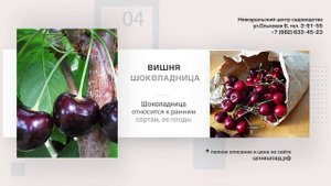 Вишня Шоколадница - самоплодная, зимостойкая, сладкая!
