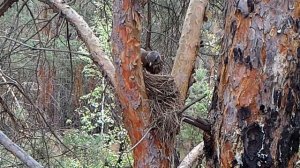 Птицы на гнездах