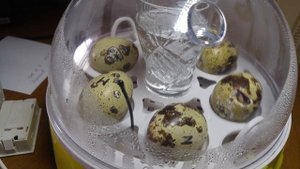 Здравствуй новая жизнь! Инкубация и выведение перепелов в инкубаторе в домашних условиях.