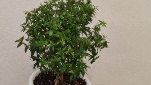 Как ухаживать за миртом зимой. Важные условия