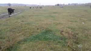 Как ДОИТЬ первотелку!Не надо БОЯТЬСЯ!