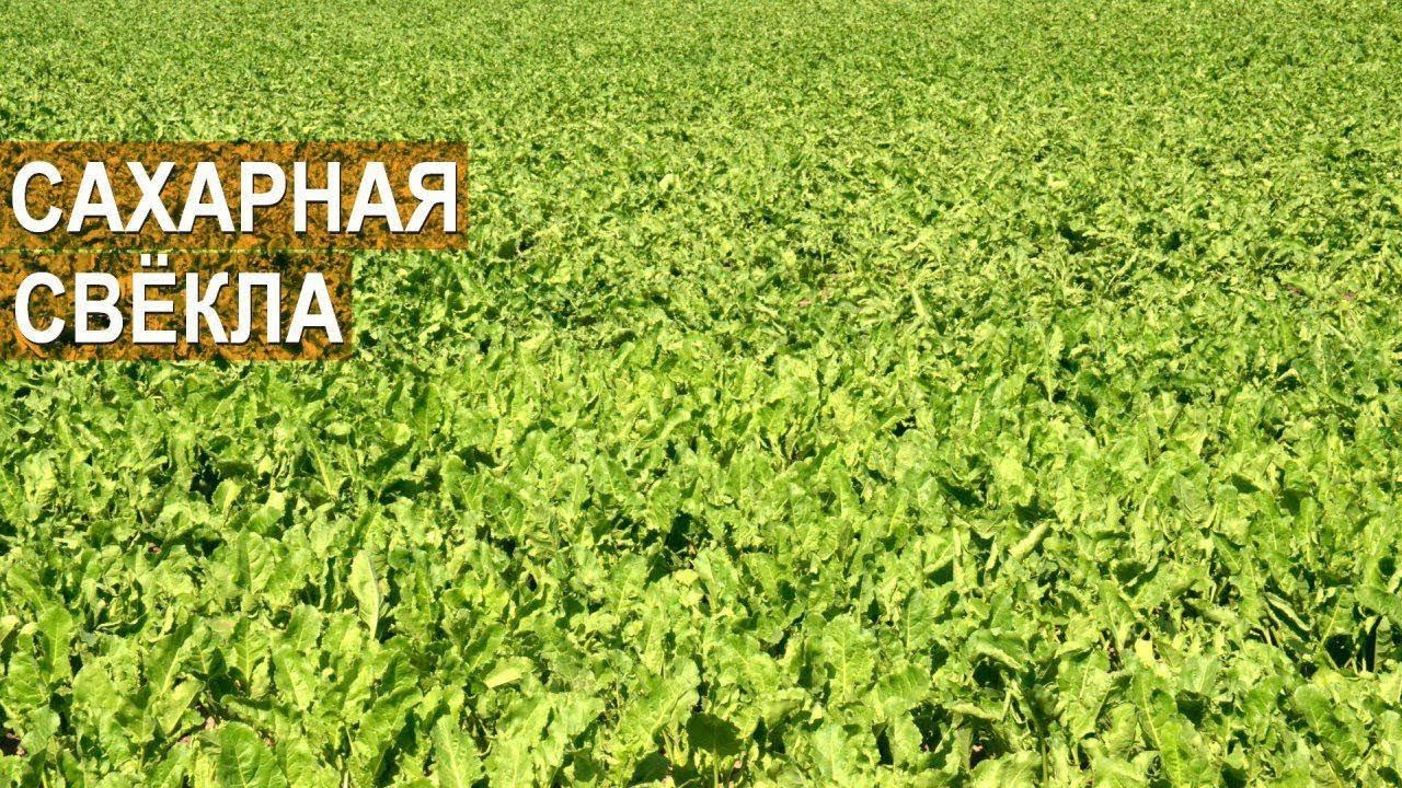Выращивание сахарной свеклы. КФХ Колесниковых.