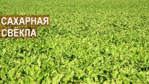 Выращивание сахарной свеклы. КФХ Колесниковых.