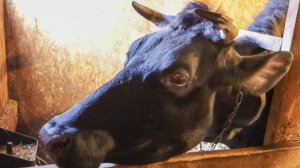 Молочные животные в деревне) Беременная коза или нет?