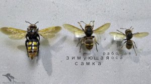 Сколия гигант.Scolia maculata