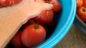 Самый интересный обзор о томатах нашего канала!