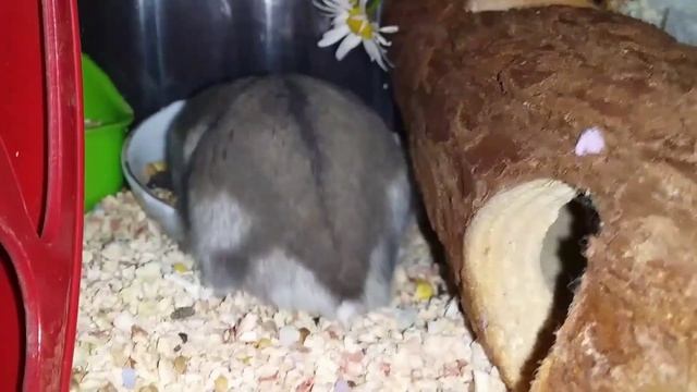 Джунгарский Хомячок Карапуз