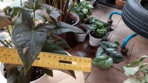 syngonium pink splash