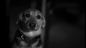 Собаки. Урок 72. Фотошкола Олега Зотова.