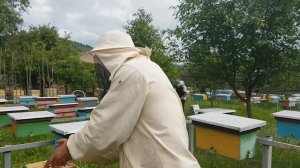 Маркер для метки пчеломаток 30.05.2019
