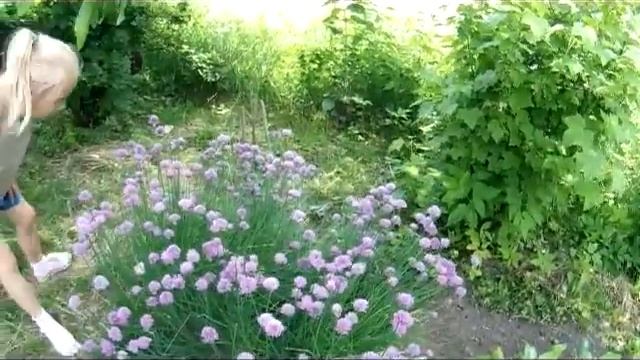 Копия видео Деревня, мотоблок, салют из бабочек смотреть онлайн