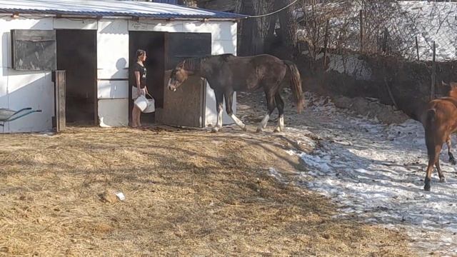 Кормление жеребят. смотреть онлайн