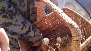 Грибы в Июле. Что растет. Горы Кавказа / Путешествие