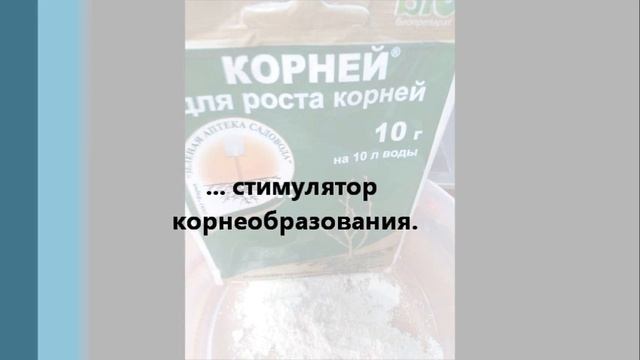 Размножение бегонии Элатиор листом. смотреть онлайн