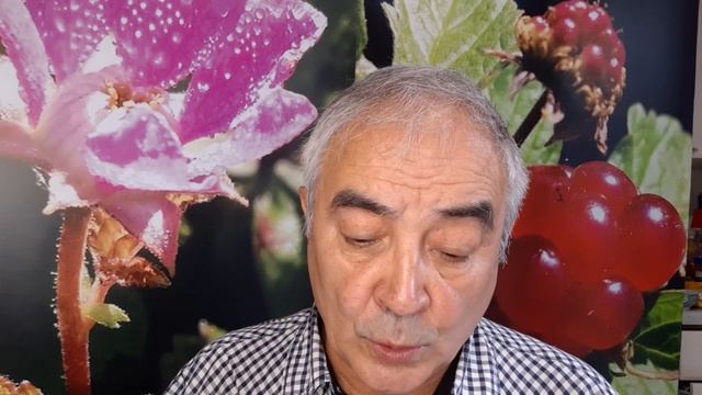 КНЯЖЕНИКА-ТИБЕТСКАЯ ЛИ МАЛИНА РОЗОЛИСТНАЯ-ОПИСАНИЕ-ОТЗЫВ.