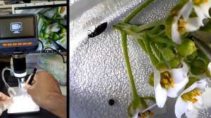 ДЛЯ ЧЕГО НУЖЕН ЦИФРОВОЙ МИКРОСКОП?