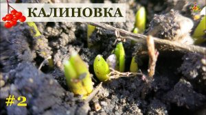 Калиновка в марте / Обзор сюрпризов! / Влог #2