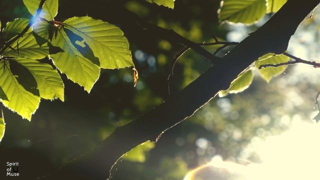 2 Hours of Relaxing music, Calm music, Concentration & Study смотреть онлайн