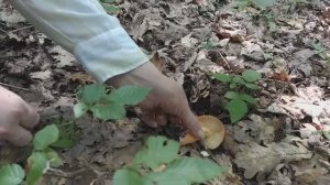 Возможно лучший из грибов млечников - МОЛОЧАЙ! Грибная азбука.