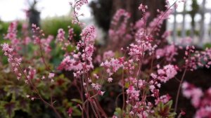 Holy Heucherella Blooms!!! 😳🤩🙌// Garden Answer