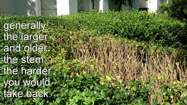 topiary top tips смотреть онлайн