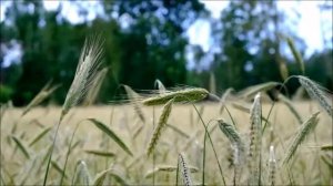 Осенины - славянский праздник. Праздник урожая у славян