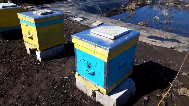 Облет молодой пчелы. Апрель месяц 2021.