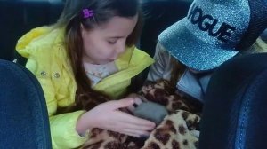 Наш КОТЁНОК / нам подарили котенка КАК назвать Первые покупки ВЛОГ