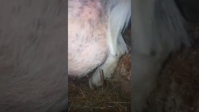 Укус змеи в вымя козы смотреть онлайн