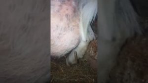 Укус змеи в вымя козы