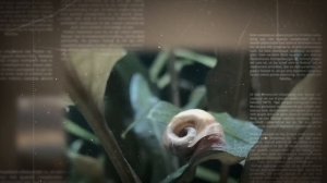ГИГРОРИЗА. СОДЕРЖАНИЕ И УХОД В АКВАРИУМЕ