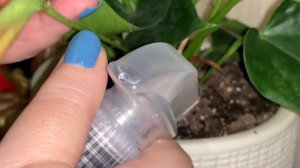 ПЕРЕКИСЬ ВОДОРОДА ПРОТИВ ПЛЕСЕНИ: ЧТО ПОБЕДИТ? ПРОВЕРЯЮ СОВЕТЫ ЦВЕТОВОДОВ